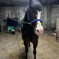 Cavallo bravissimo paint horse