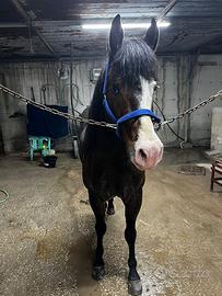 Cavallo bravissimo paint horse