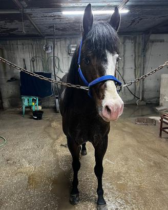 Cavallo bravissimo paint horse