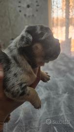 Bulldog franceseli esotici