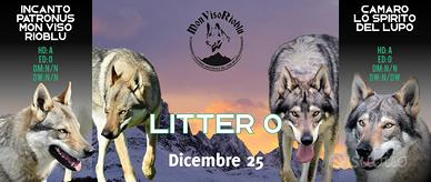 Cuccioli di cane lupo cecoslovacco