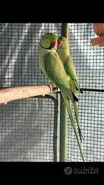 Parrocchetto dal collare