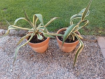 piante di agave in  vaso di terracotta 