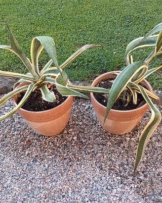 piante di agave in  vaso di terracotta 