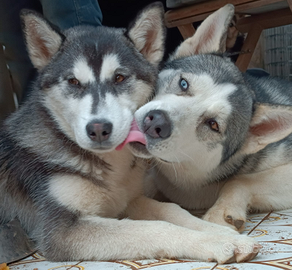 Husky siberian