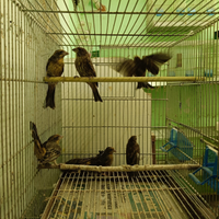 Ciuffolotti Messicani