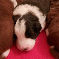 Cuccioli di border collie