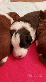 Cuccioli di border collie