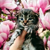 Maine coon