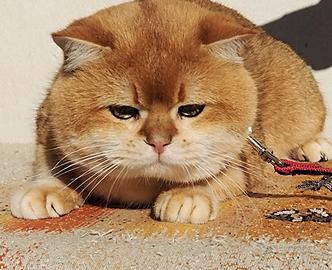 Maschio per accoppiamento british shorthair gold