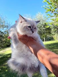 Ragdoll femmina blue mitted