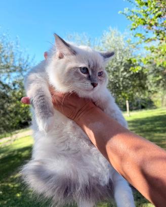 Ragdoll femmina blue mitted