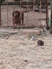 Cuccioli e cuccioloni