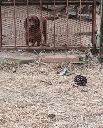 Cuccioli e cuccioloni