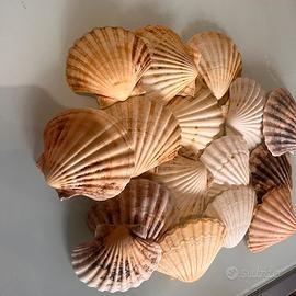 Conchiglie naturali di capesante