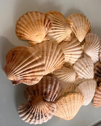 Conchiglie naturali di capesante