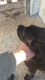 Cane corso