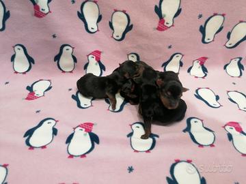 Yorkshire Terrier cuccioli