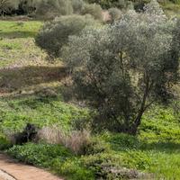 La Landrigga-Mastru Santu terreno edificabile