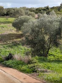 La Landrigga-Mastru Santu terreno edificabile