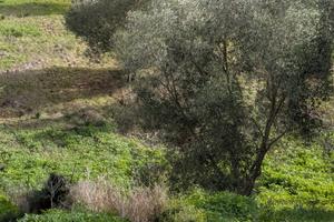 La Landrigga-Mastru Santu terreno edificabile