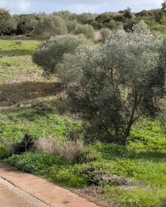 La Landrigga-Mastru Santu terreno edificabile