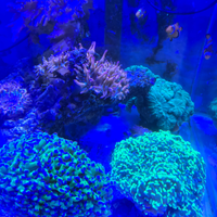 Coralli per acquario marino