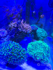 Coralli per acquario marino