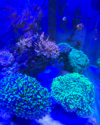 Coralli per acquario marino