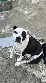 Cucciolo amstaff
