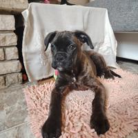 Boxer
