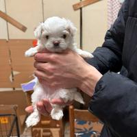 Maltese toy