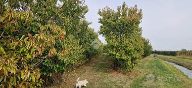 TER. AGRICOLO A SAVIGNANO SUL PANARO