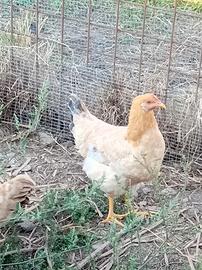 Galline