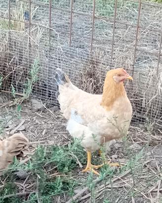 Galline