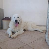 MONTA- Pastore Maremmano Abruzzese