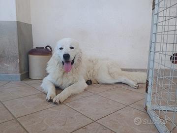 MONTA- Pastore Maremmano Abruzzese