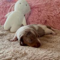 Bassotto kaninchen piebald arlecchino