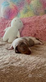 Bassotto kaninchen piebald arlecchino