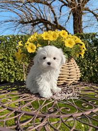 Cuccioli di razza maltese