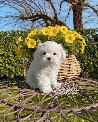 Cuccioli di razza maltese