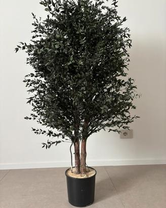 Albero stabilizzato eucalipto