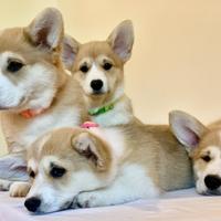 Cuccioli welsh corgi pembroke