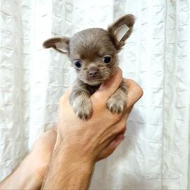 Chihuahua Lilac P/L occhi azzurri