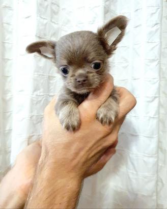 Chihuahua Lilac P/L occhi azzurri