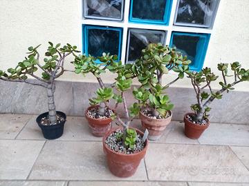 Crassula ovata - Bonsai