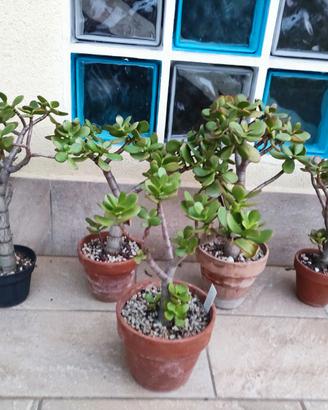 Crassula ovata - Bonsai