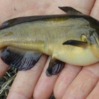 Pesci gatto nostrani da macero o laghetto