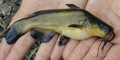 Pesci gatto nostrani da macero o laghetto