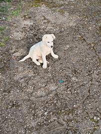 Cuccioli di simil maremmano